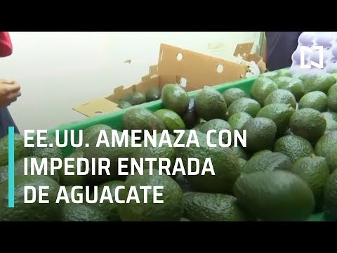 EU amenaza con suspender la certificación al aguacate mexicano - Sábados de Foro