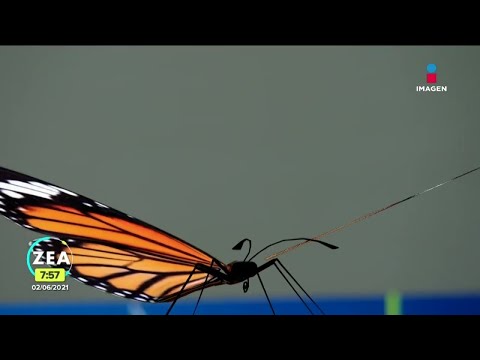 Mariposas monarca en riesgo por disminución de su población | Noticias con Francisco Zea