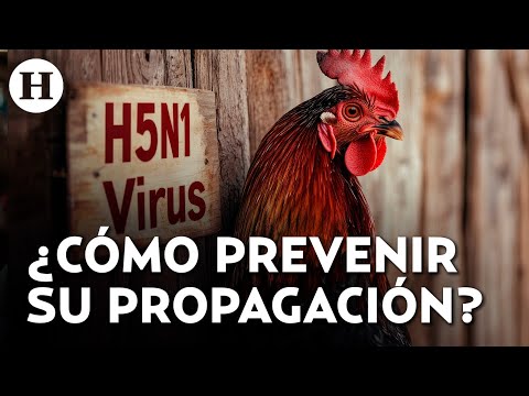 Confirman gripe aviar en México: ¿Hay riesgo de contagio?