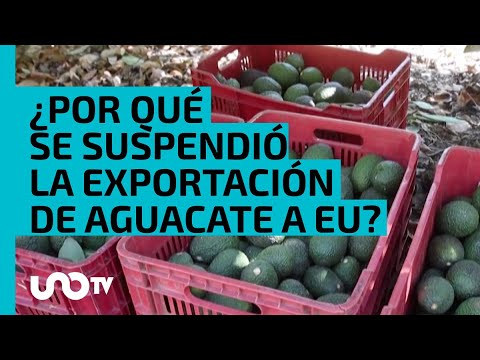 ¿Por qué se suspendió la exportación de aguacate de Michoacán a Estados Unidos?