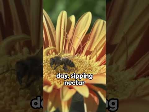 Unlocking Honey&#039;s Sweet Secrets Beehive