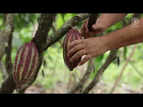 Cacao, corazón del Catatumbo: transformación territorial camino a la paz